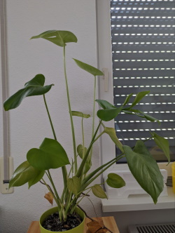 Bagira Pflanze